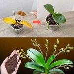 8 Plants that Help Repel Mice, Spiders & Other Insects