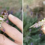 Do Not Touch These Mysterious ‘Blueberries’ in Your Garden – They Are Not What They Seem