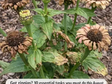 Got zinnias? 10 essential tasks you must do this August to keep them producing giant blooms until frost
