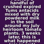 Got zinnias? 10 essential tasks you must do this August to keep them producing giant blooms until frost