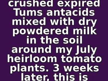 I buried a handful of crushed expired Tums antacids mixed with dry powdered milk in the soil around my July heirloom tomato plants. 3 weeks later, this is what...