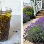 How to Prune Lavender Correctly – and the Best Time to Do It