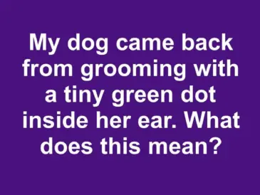 My dog came back from grooming with a tiny green dot inside her ear. What does this mean?