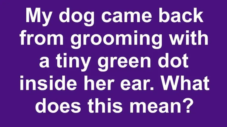 My dog came back from grooming with a tiny green dot inside her ear. What does this mean?