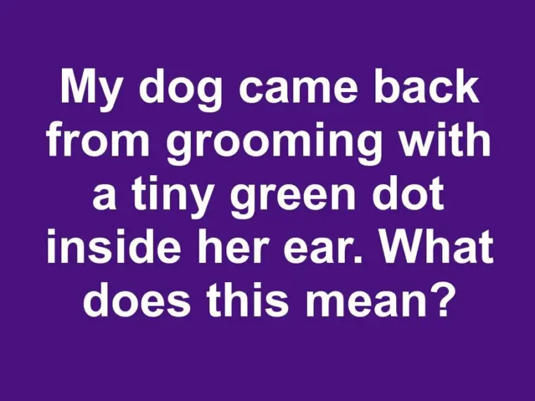 My dog came back from grooming with a tiny green dot inside her ear. What does this mean?