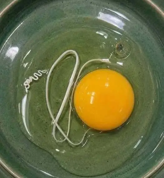 Understanding the Chalaza: Why That White Strand in Your Egg Is Actually a Sign of Freshness - Diy Garden & Home
